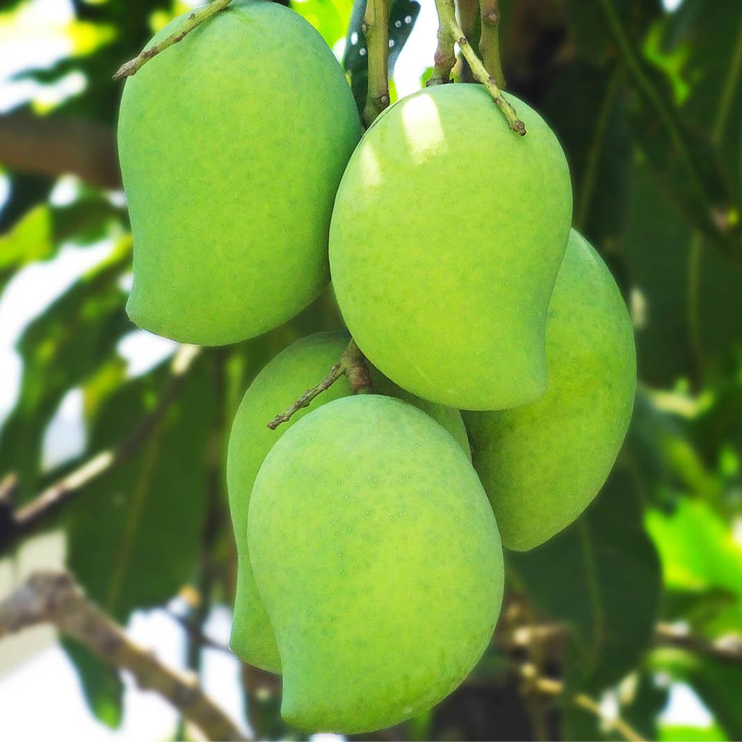 African Mango – what do we know about this?