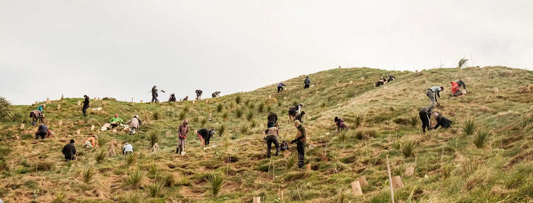 People planting trees on a grassy hillside.