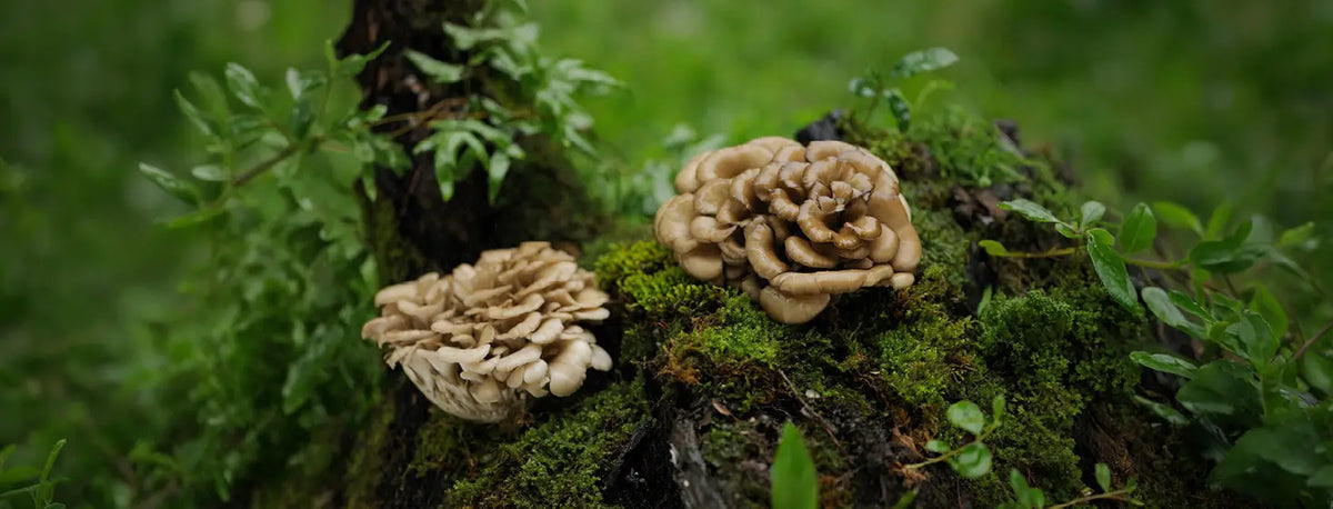 Two mushrooms growing on a mossy log with a blurred green background.
