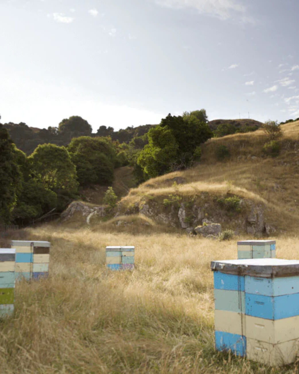 Honey bee boxes in NZ hillside