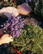 Hand holding a bundle of lavender flowers with a garden background.