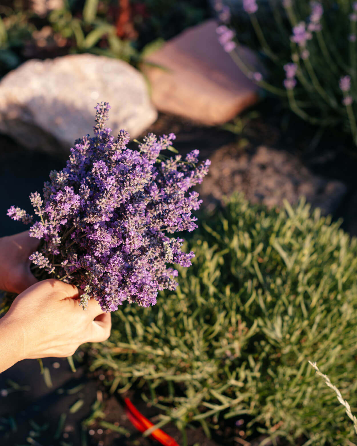 Hand holding a bundle of lavender flowers with a garden background.