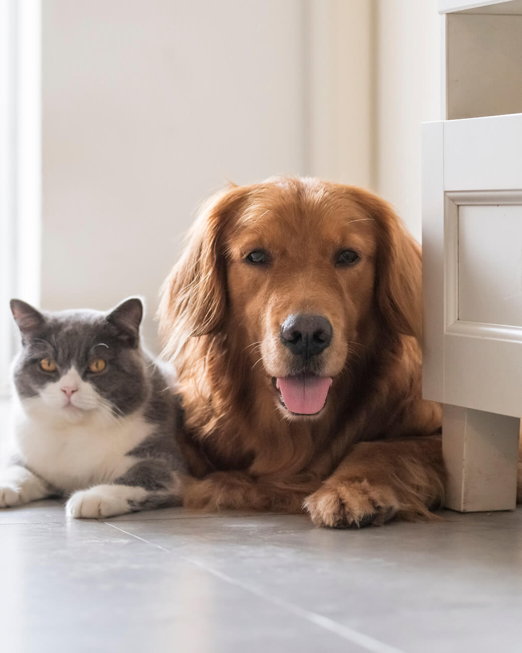 Dog and cat lying on a tiled floor in a home setting