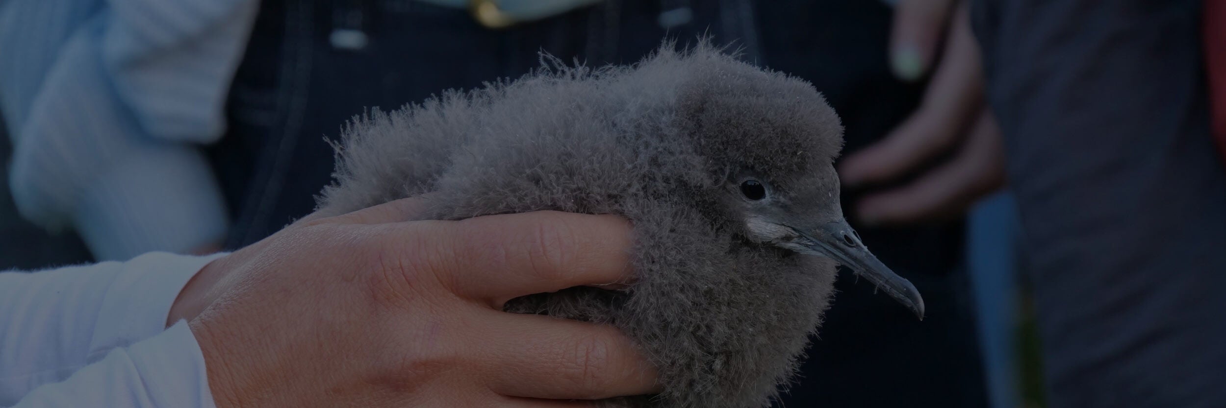 Closeup of a grey bird.
