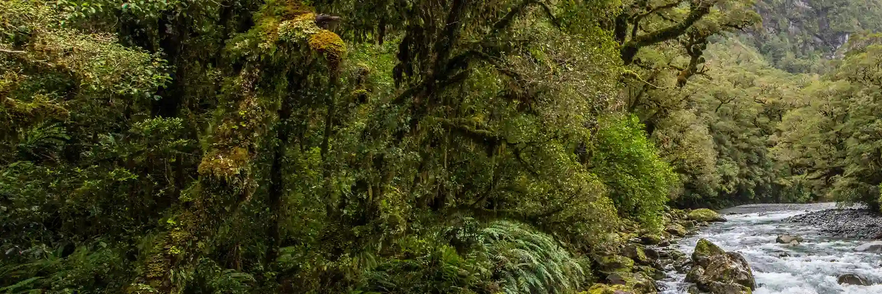 Mossy forest with a stream flowing through it.