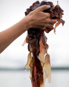 hands holding wet brown seaweed