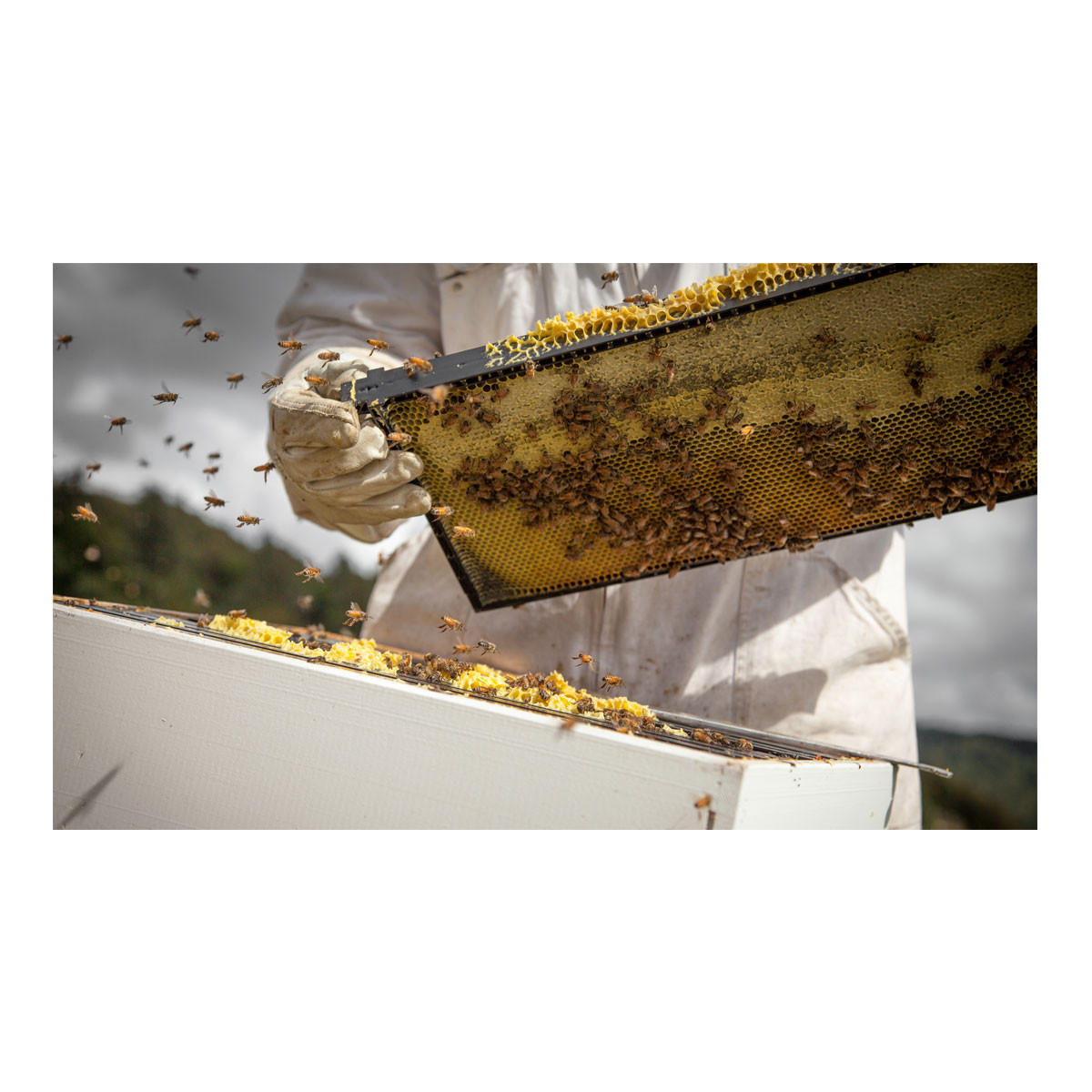 Egmont Honey Manuka Honey UMF15_3