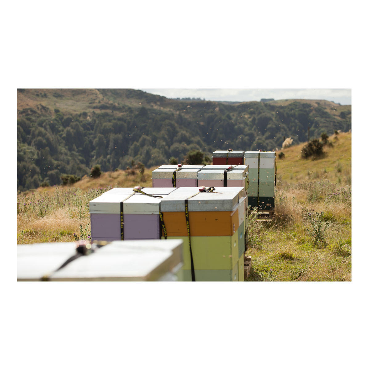 Egmont Honey Manuka Honey UMF23_3