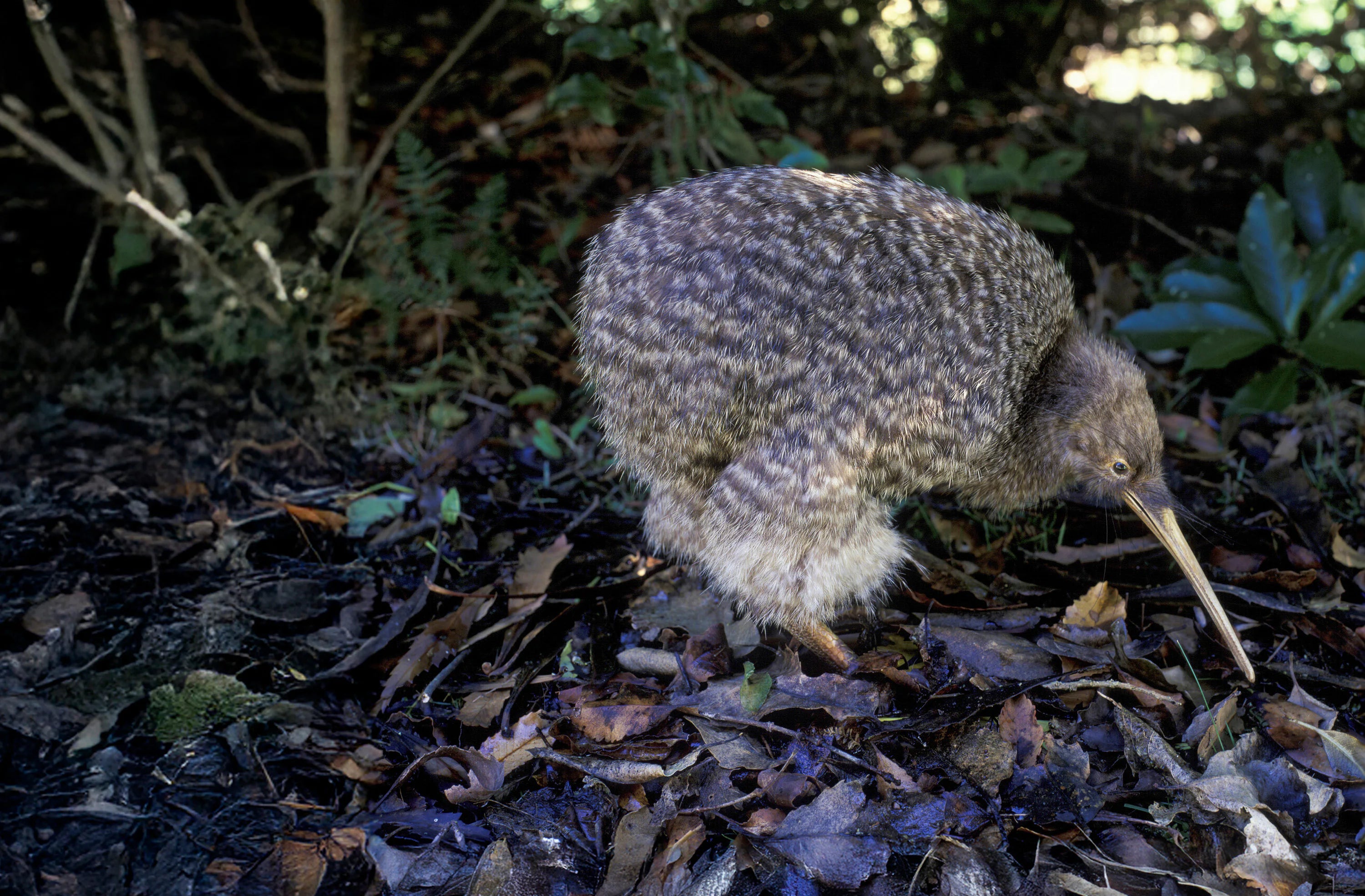 kiwi bird on the ground with a natural background