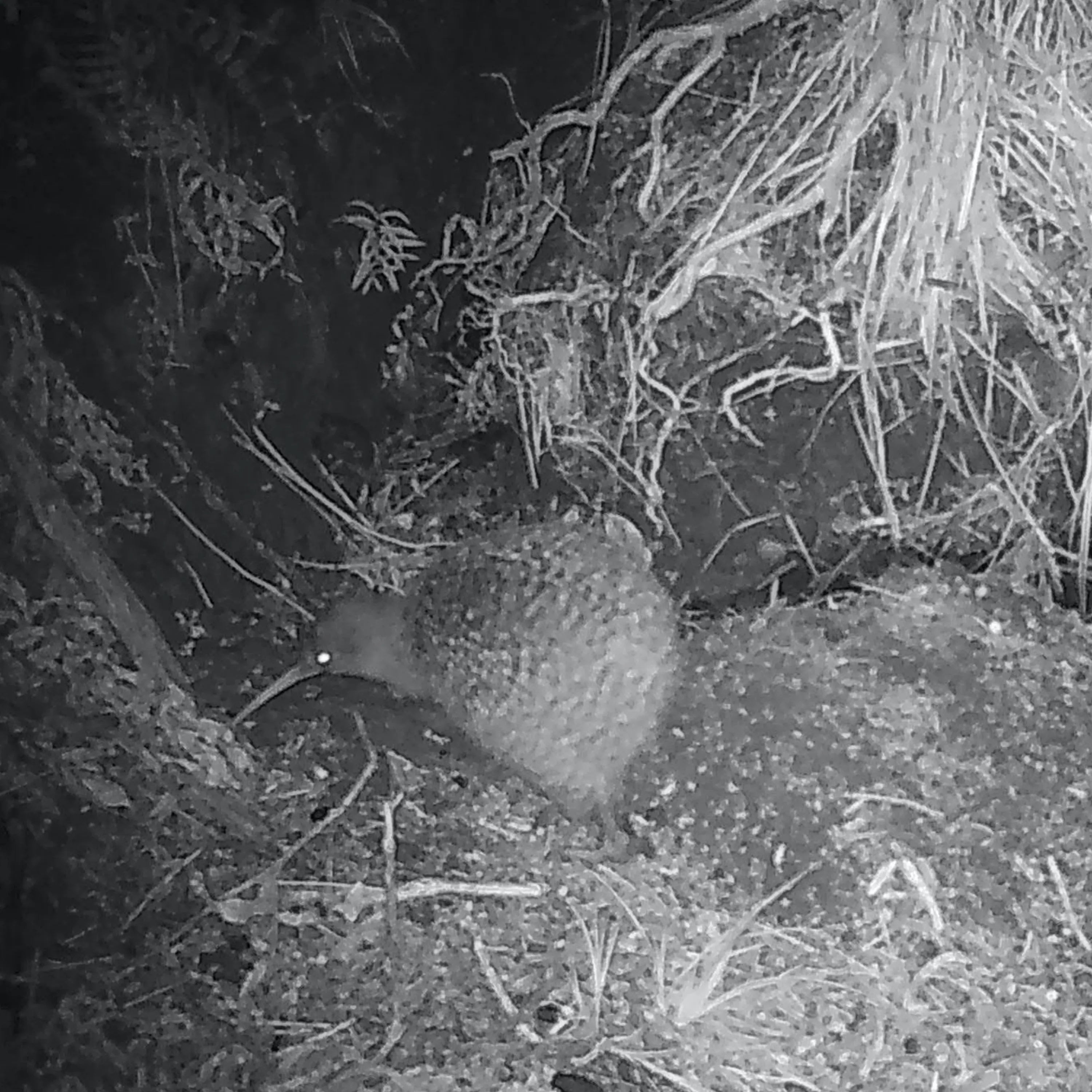 Kiwi bird in a natural setting at night