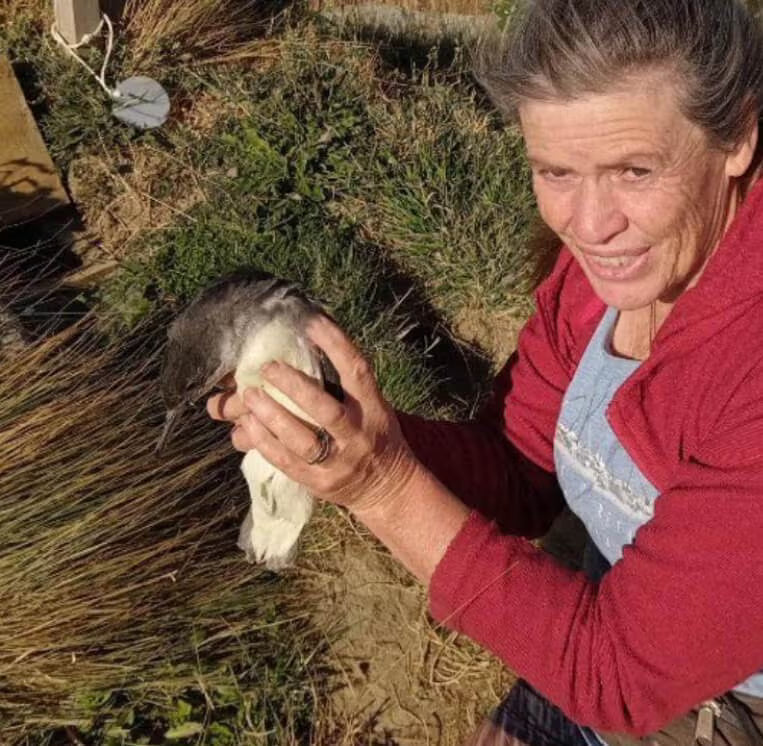 woman holding pakahā fluttering shearwater chick in the nature