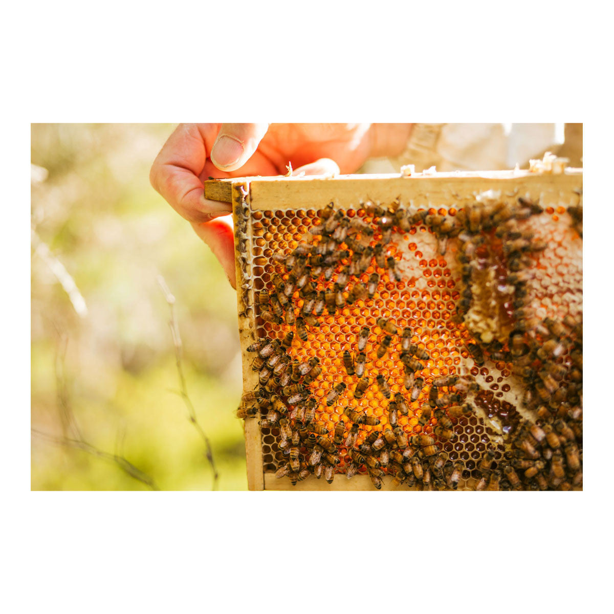 Mountain Valley Manuka Honey_4