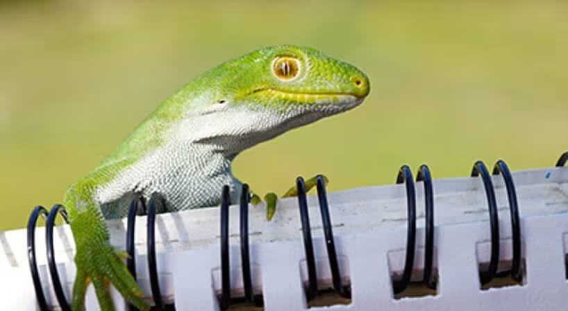 Green gecko on a notebook.