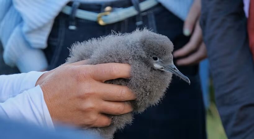 Pakaha chick being held.