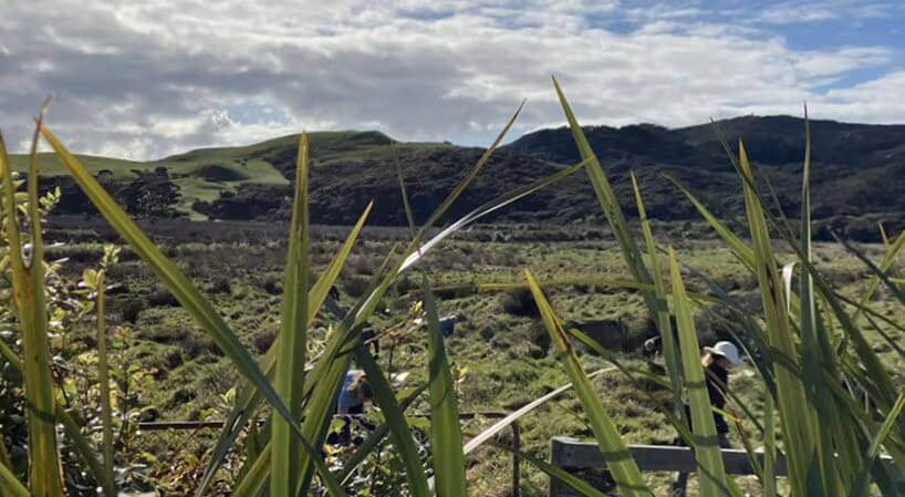 Wetlands green landscape.