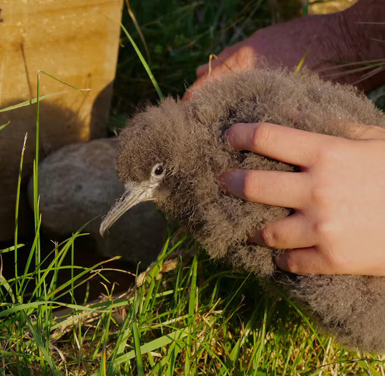 Person holding a small bird in a grassy area
