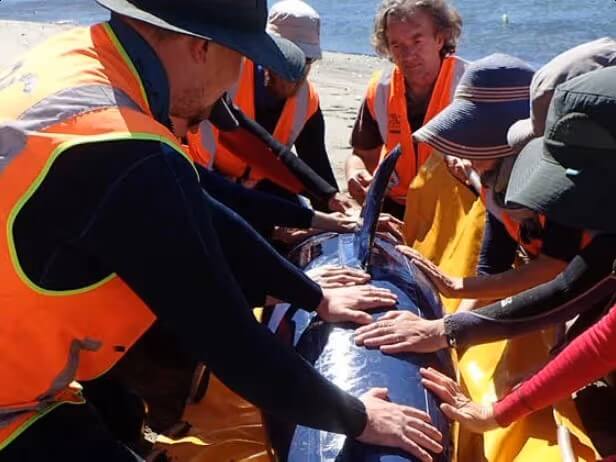 Group of volunteers supporting marine life.