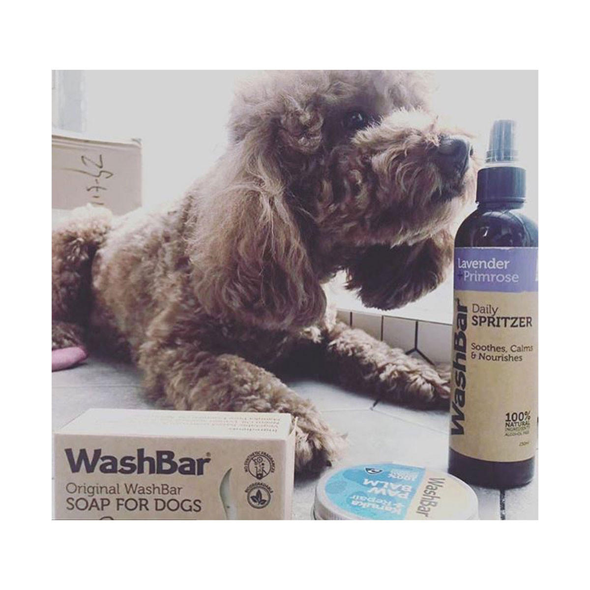 WashBar Daily Spritzer Lavender Primrose_2