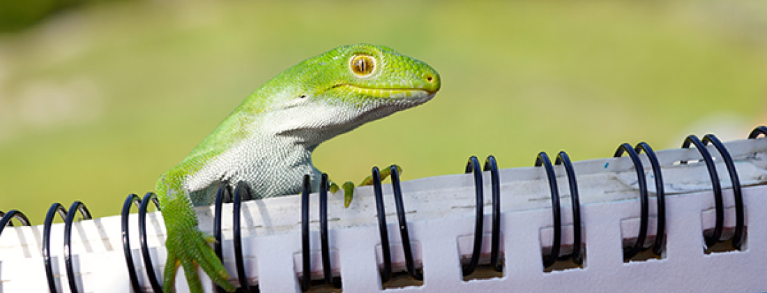 a nelson green gecko hanging onto a notebook