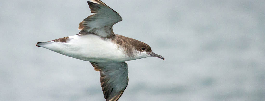 A Shearwater Bird Flying