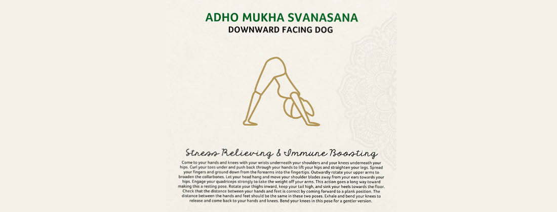 Adho Mukha Svanasana Downward Facing Dog yoga pose