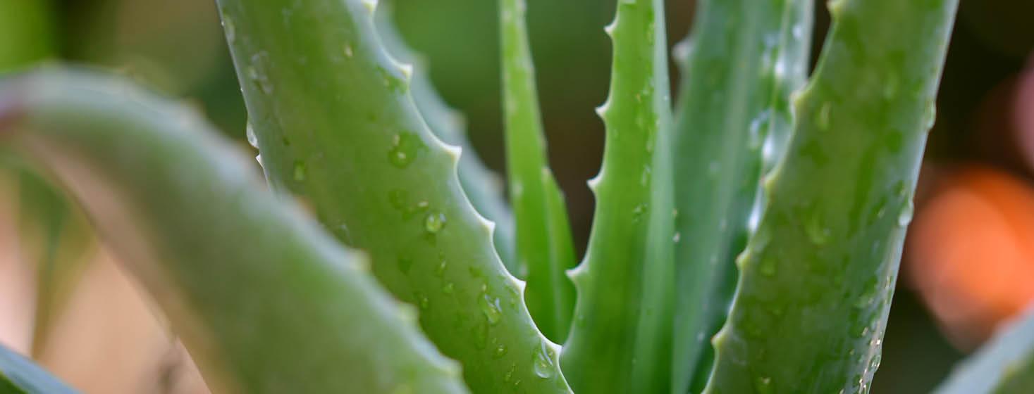 Benefits of Aloe Vera