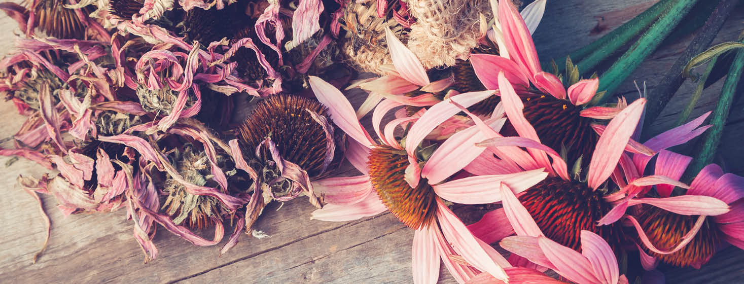 Benefits of Echinacea