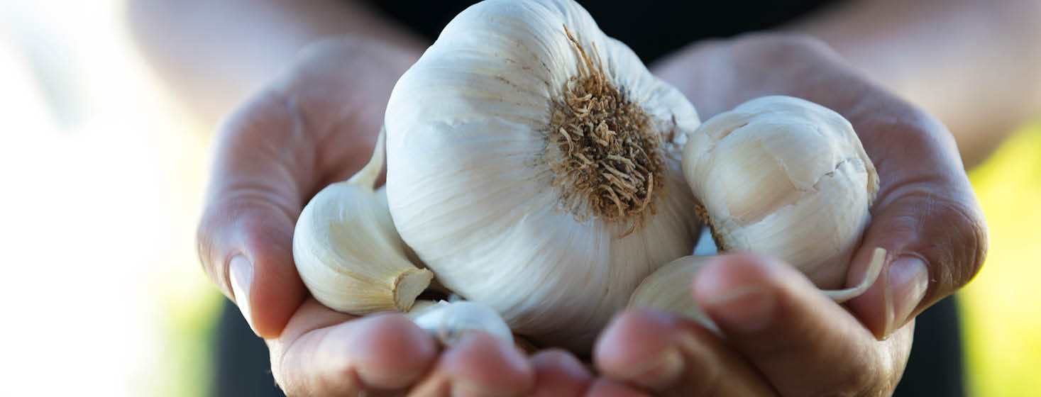 Benefits of garlic