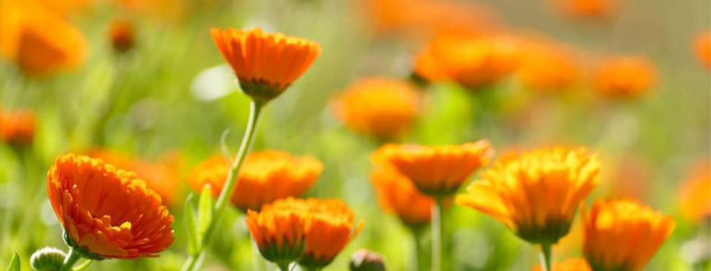 Calendula Marigold Plant with Orange Flowers