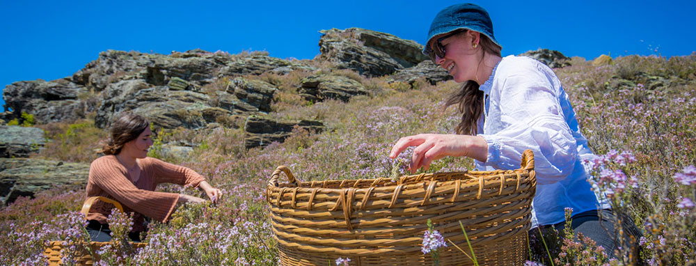 Two women pick harvest in nature on a sunny day with clear blue skies