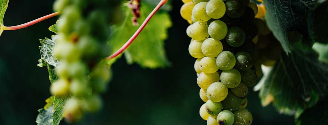 Close up of a bunch of green grapes and leaves Vinanza Grape should be part of your beauty ritual 