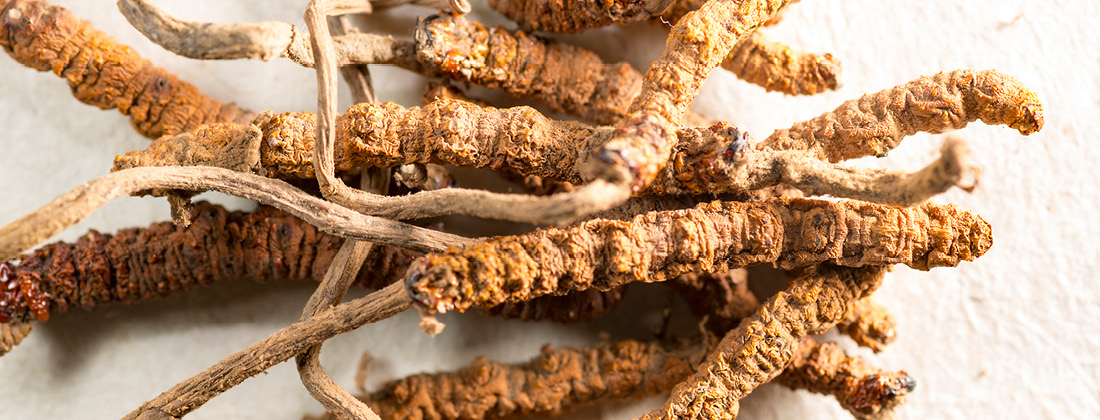 Close up of Cordyceps mushrooms