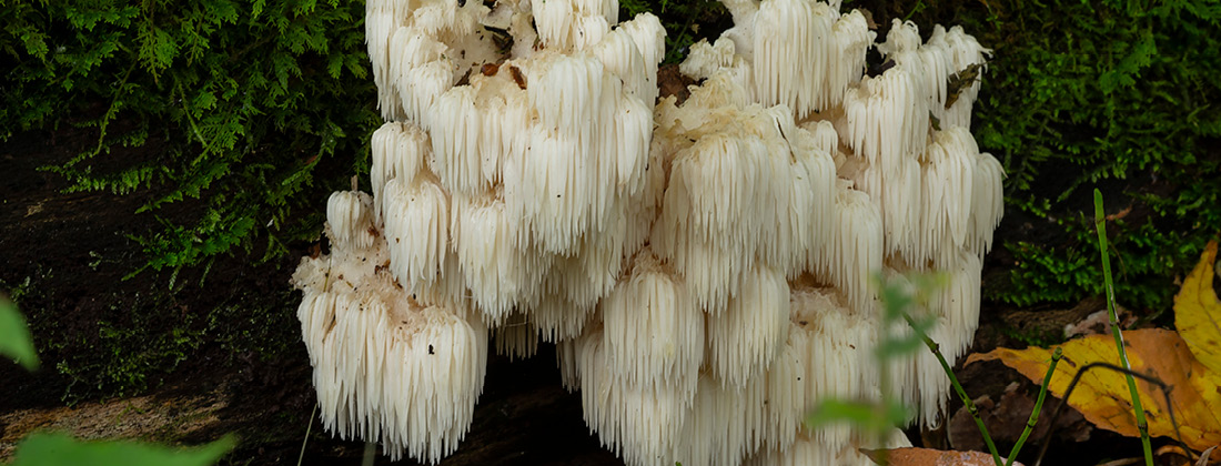 Close up of Lion's Mane mushroom