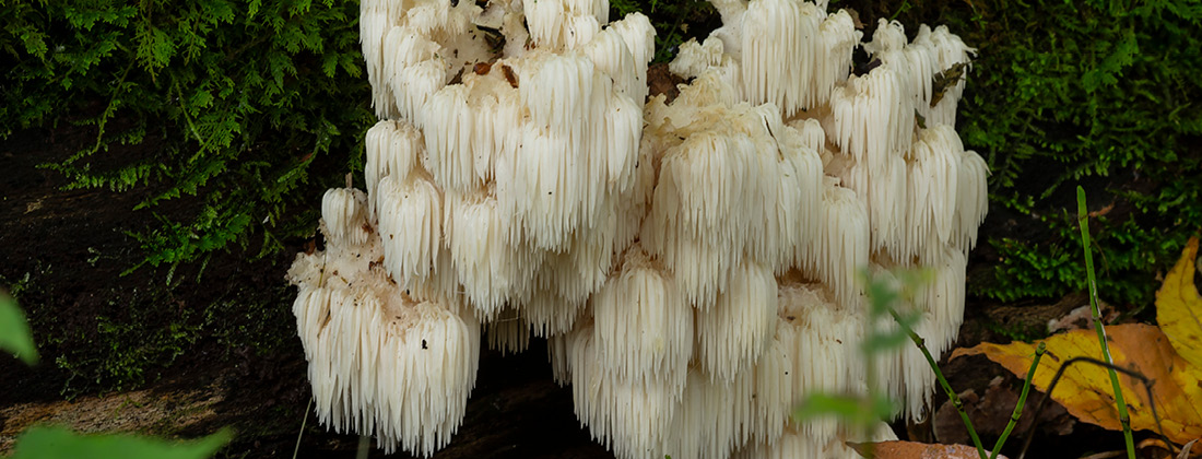 Close up of Lion's Mane Mushroom
