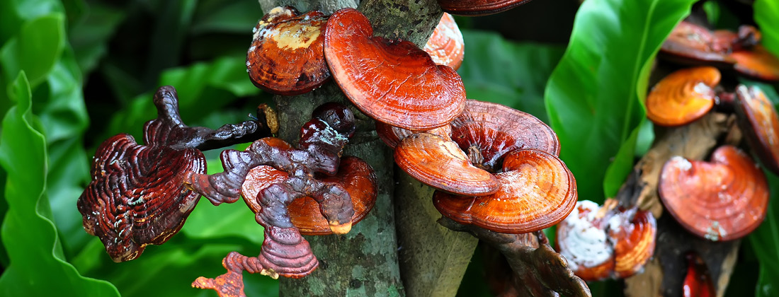 Close up of Reishi mushrooms