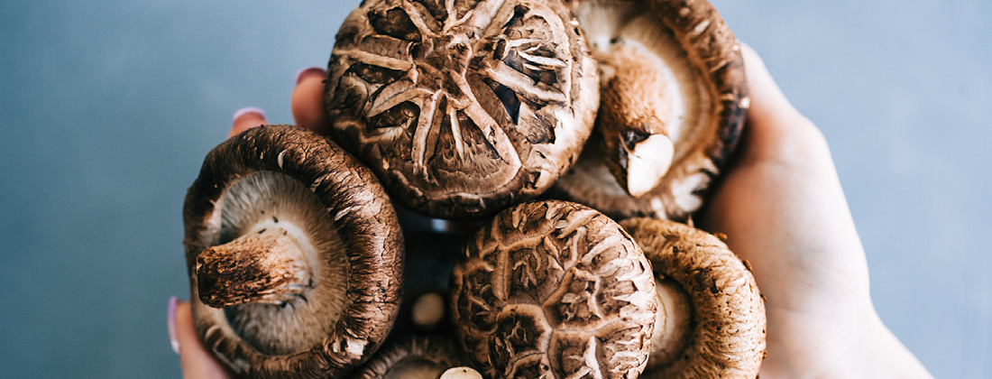 Close up of hands holding shiitake mushrooms