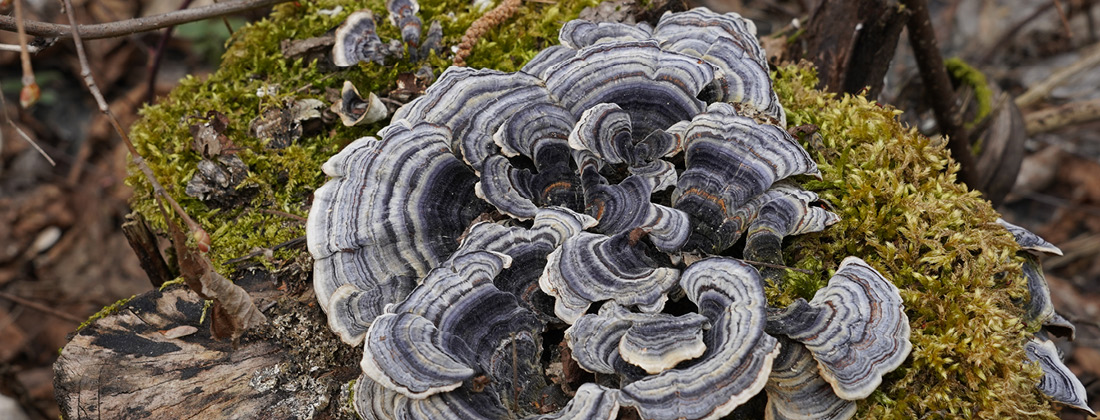 Close up of Turkey Tail mushrooms