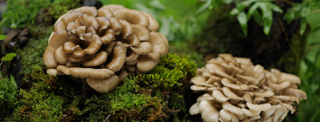 close up of two maitake mushrooms