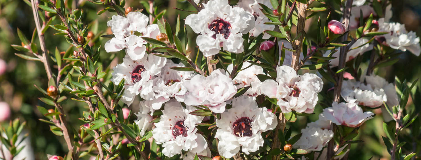 Natural Manuka Honey