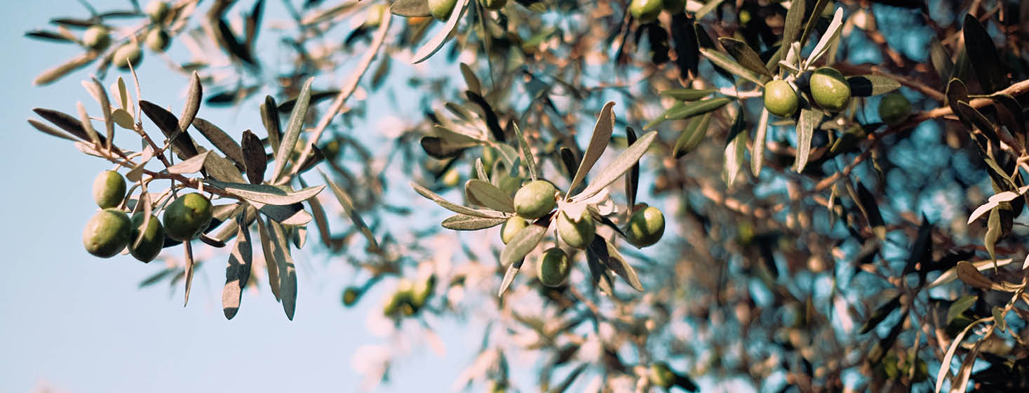 Olive Leaf Extract benefits