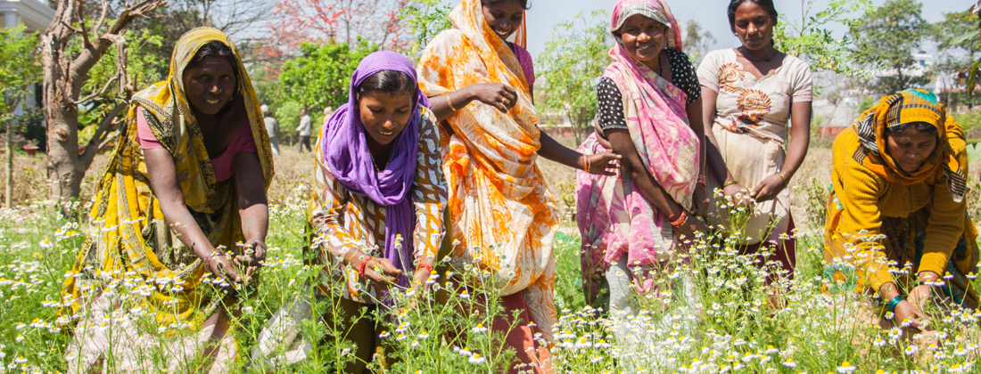 Organic India - Indian Women Farmers Work In The Fields Harvesting Chamomile