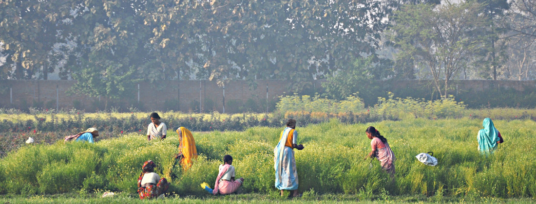 Organic India - Indian Women Farmers Work In The Fields