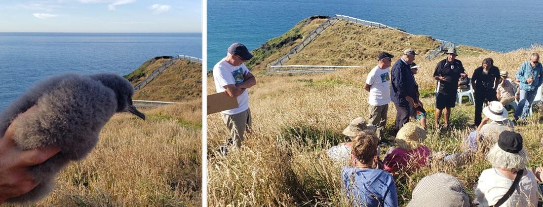 Pakahā chicks arrive at Wharariki Ecosanctuary - ceremony