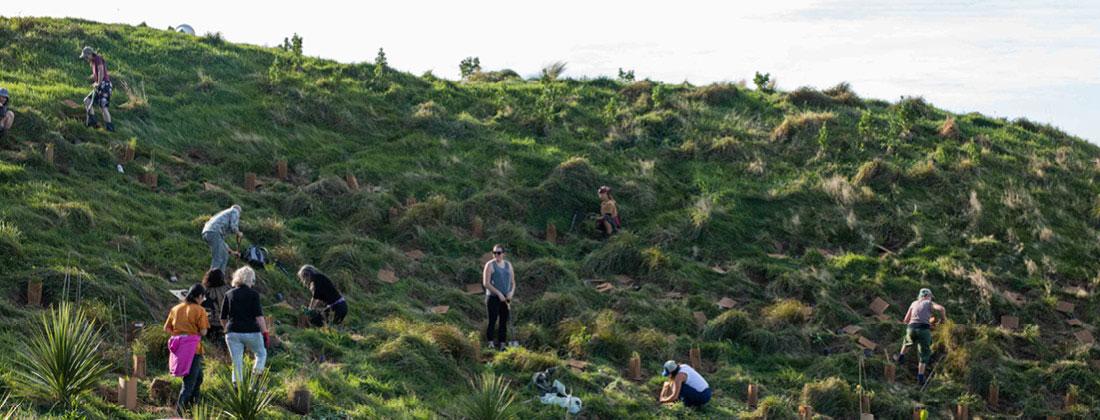 Planting native trees for regeneration and connection