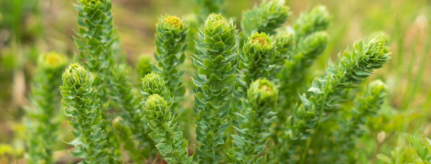 Rhodiola rosea is great for stress