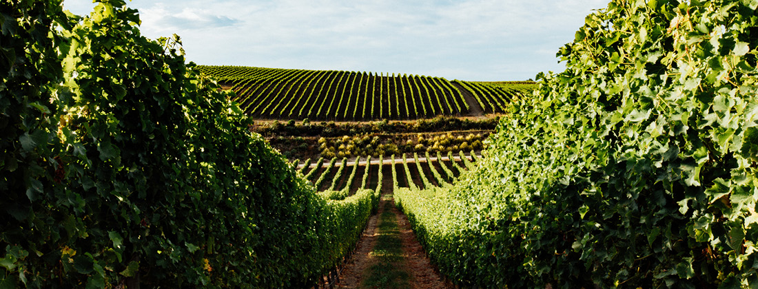 Rows of grape vines heading to the horizon Why is Vinanza Grape so good for our skin