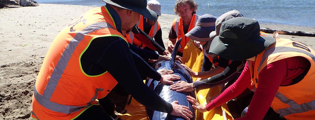 Seven Team Members Work Together On The Beach On Project Jonah