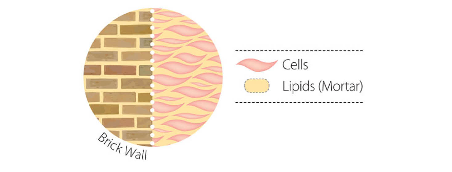 Skin Brick Wall Diagram