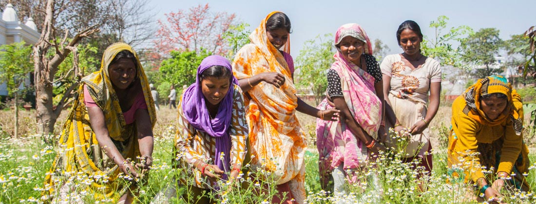 Smiling Indian Women Pick Flowers In A Field On A Bright Sunny Day