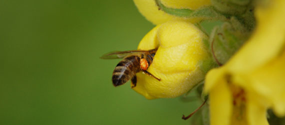 Hay Fever Hay Fever